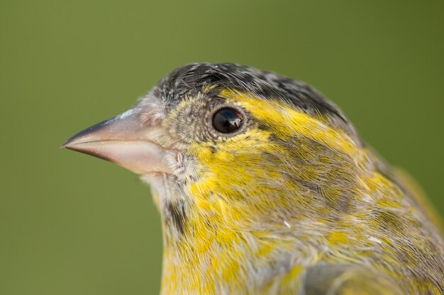 写真 鳥が遠くを見ているクローズアップ