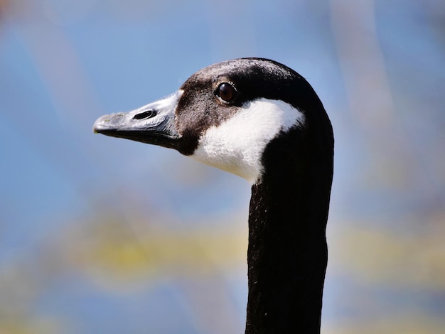 写真 鳥が遠くを見ているクローズアップ