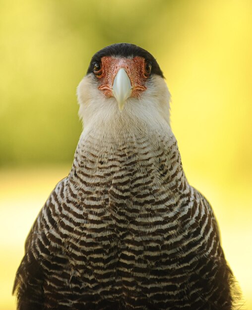 写真 鳥が遠くを見ているクローズアップ