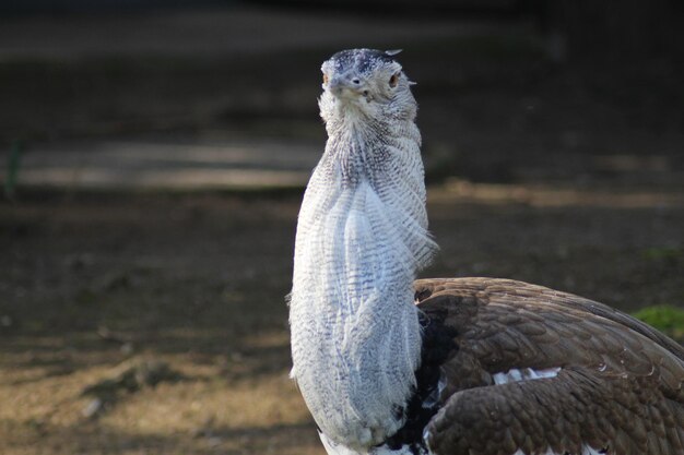 写真 鳥が遠くを見ているクローズアップ