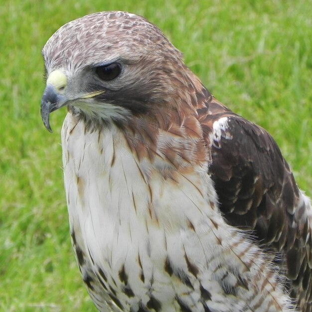 写真 鳥が遠くを見ているクローズアップ