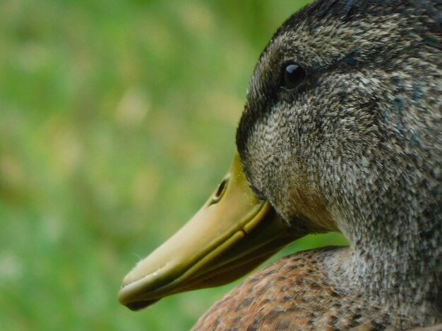 写真 鳥が遠くを見ているクローズアップ