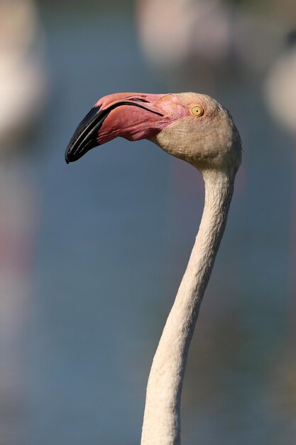 写真 鳥が遠くを見ているクローズアップ