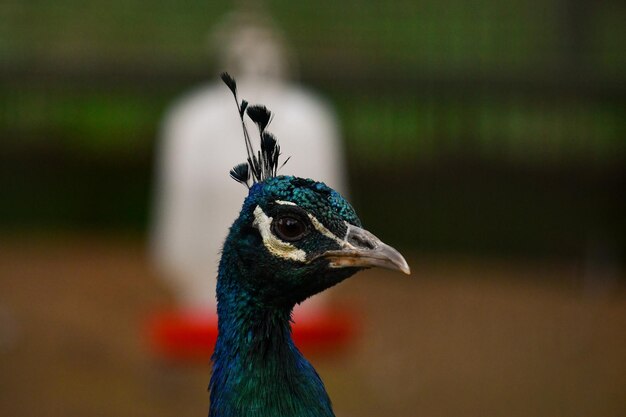 写真 鳥が遠くを見ているクローズアップ