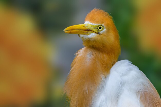 写真 鳥が遠くを見ているクローズアップ