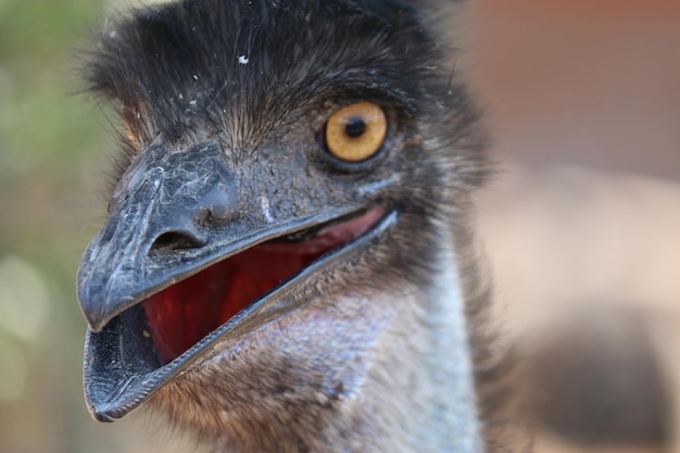 写真 鳥が遠くを見ているクローズアップ