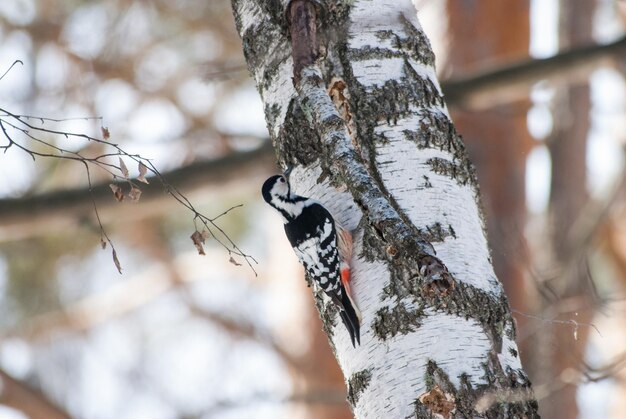 写真 木の上にある鳥のクローズアップ