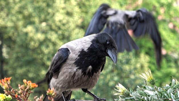 写真 フィールド上の鳥のクローズアップ