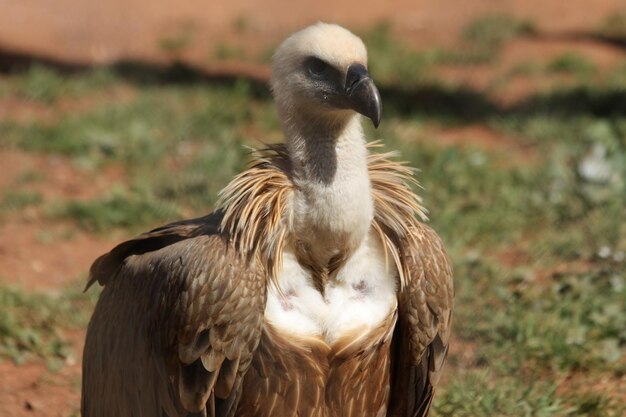 写真 フィールド上の鳥のクローズアップ