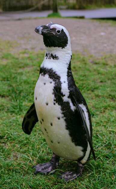 写真 野原での鳥のクローズアップ