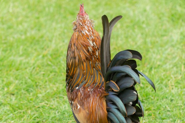 写真 フィールド上の鳥のクローズアップ