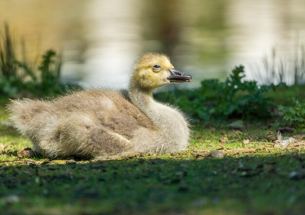 写真 フィールド上の鳥のクローズアップ