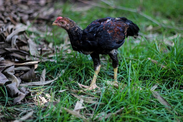 写真 フィールド上の鳥のクローズアップ