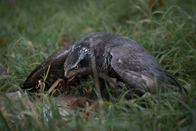 写真 フィールド上の鳥のクローズアップ