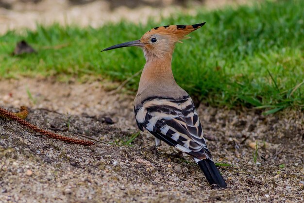 写真 野原での鳥のクローズアップ