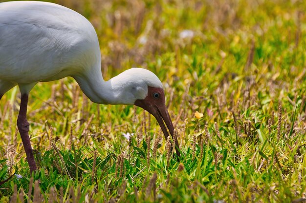 写真 野原での鳥のクローズアップ