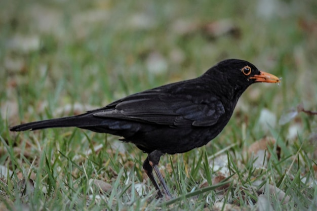 写真 フィールド上の鳥のクローズアップ