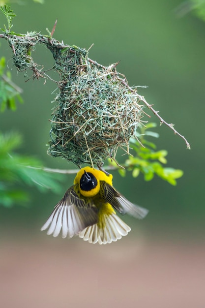 写真 花の上の鳥のクローズアップ