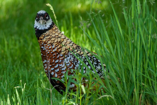 写真 草の上にある鳥のクローズアップ