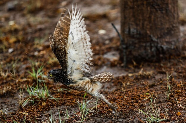 写真 陸上の鳥のクローズアップ