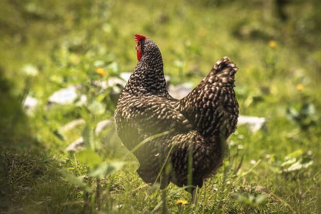 写真 陸上の鳥のクローズアップ