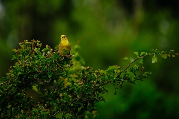 写真 植物上の鳥のクローズアップ