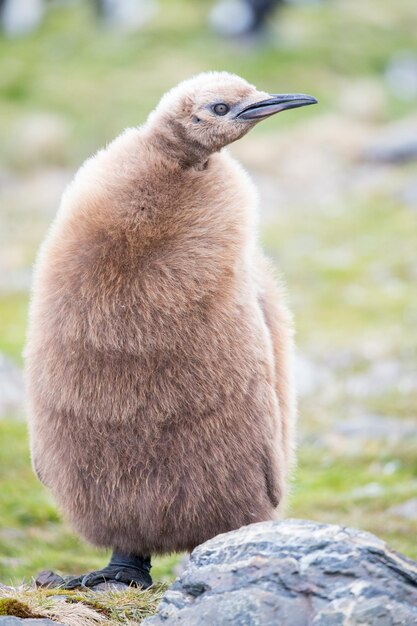 写真 岩の上にある鳥のクローズアップ