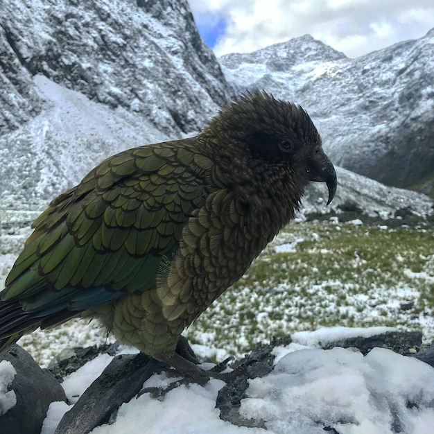 Фото Близкий план птицы на скале