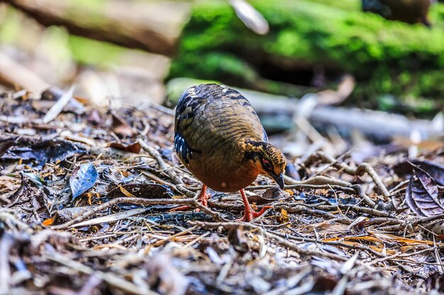 写真 畑に座っている鳥のクローズアップ