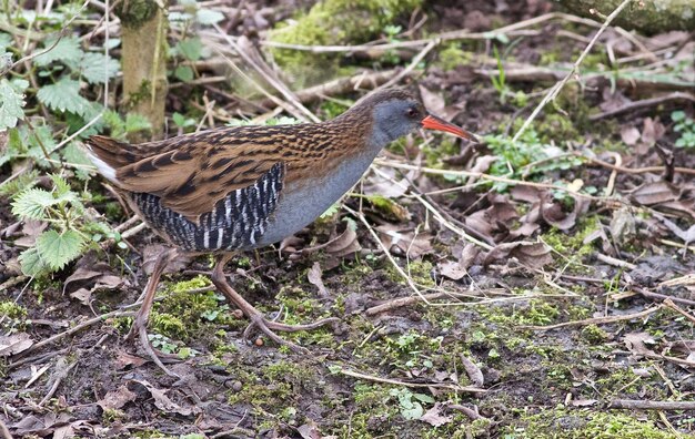 写真 畑に座っている鳥のクローズアップ