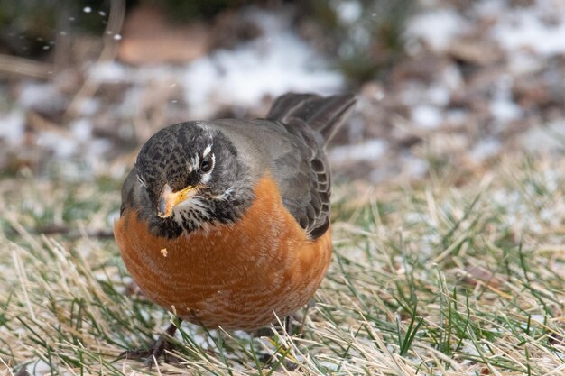 写真 畑に座っている鳥のクローズアップ