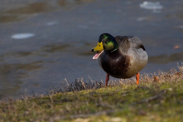 写真 湖に座っている鳥のクローズアップ