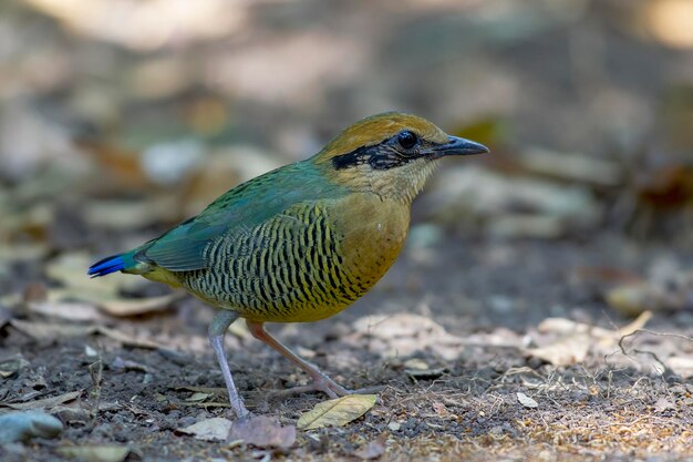 写真 陸上に座っている鳥のクローズアップ