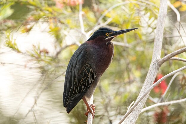 写真 枝 に 座っ て いる 鳥 の クローズアップ