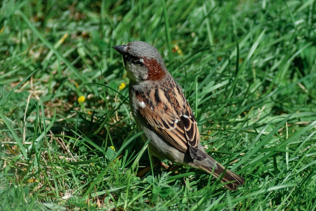 Фото Близкий план птицы, сидящей на траве
