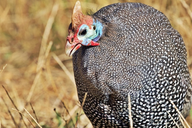 写真 鳥のクローズアップ