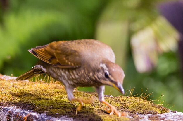 写真 鳥のクローズアップ