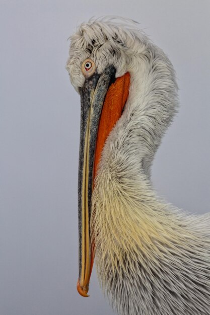 写真 鳥のクローズアップ