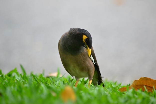 写真 鳥のクローズアップ