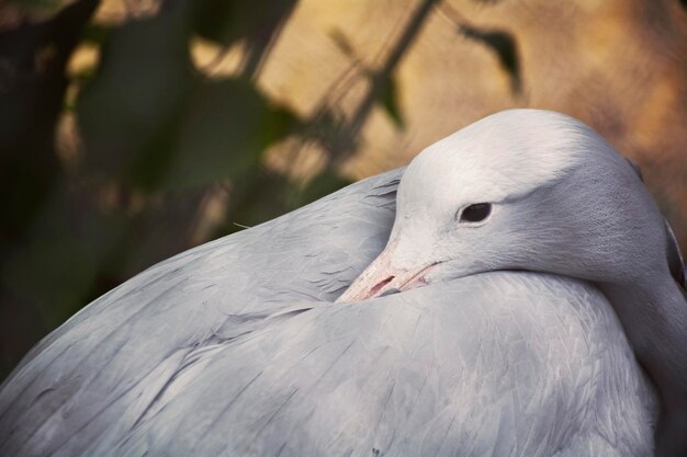 写真 鳥のクローズアップ