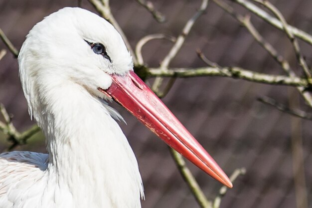 写真 鳥のクローズアップ