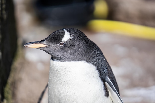 写真 鳥のクローズアップ