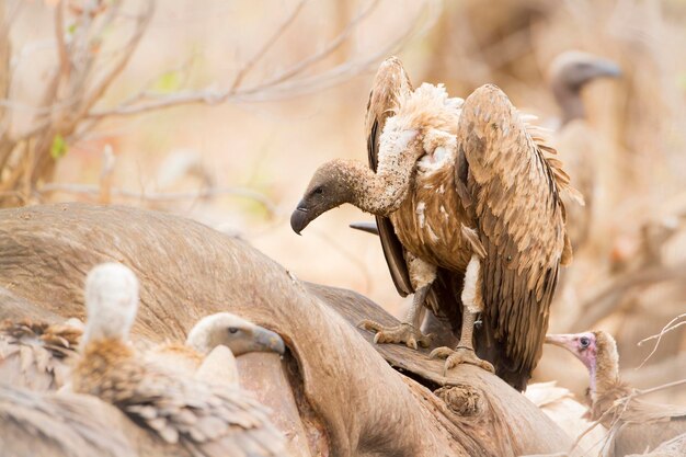 写真 鳥のクローズアップ