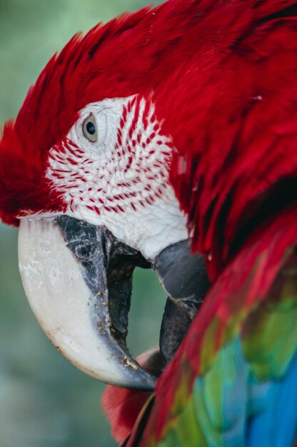 写真 鳥のクローズアップ