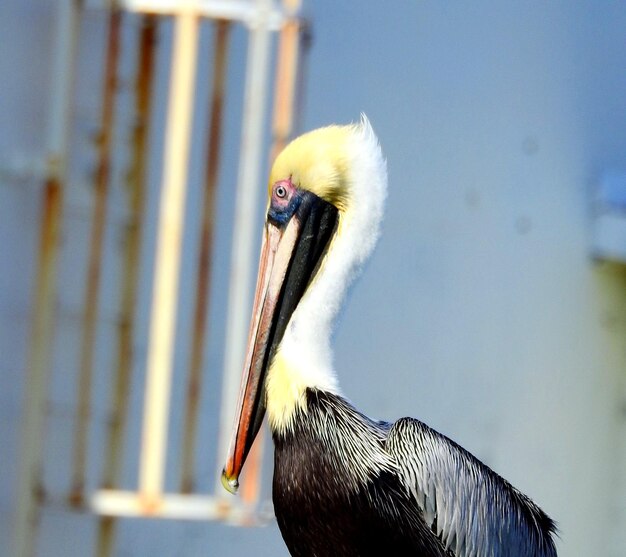 写真 鳥のクローズアップ