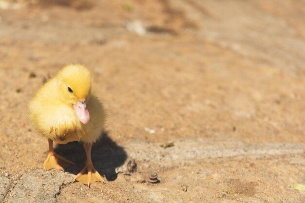 写真 鳥のクローズアップ