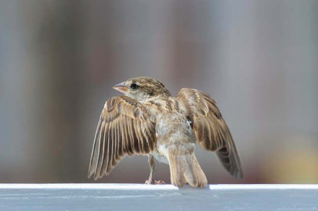 写真 鳥のクローズアップ