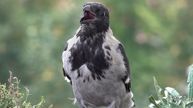 写真 鳥のクローズアップ