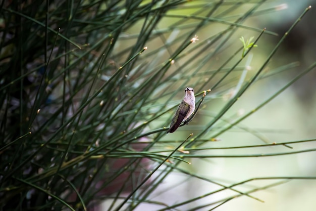 写真 鳥のクローズアップ