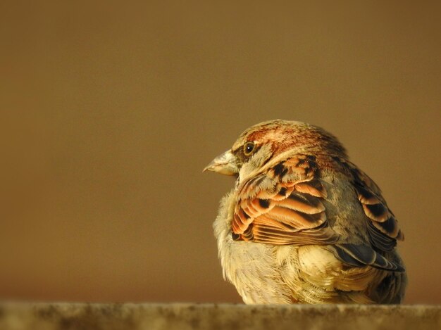 写真 鳥のクローズアップ